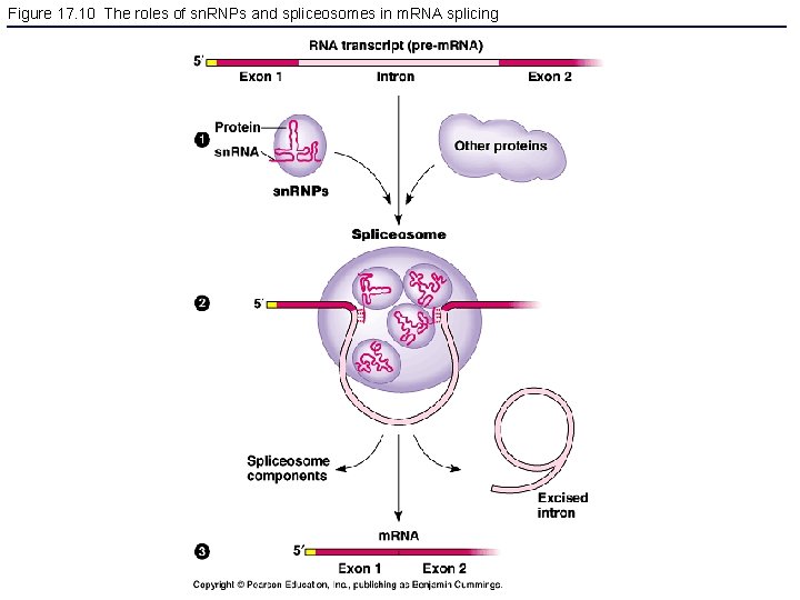 Figure 17. 10 The roles of sn. RNPs and spliceosomes in m. RNA splicing