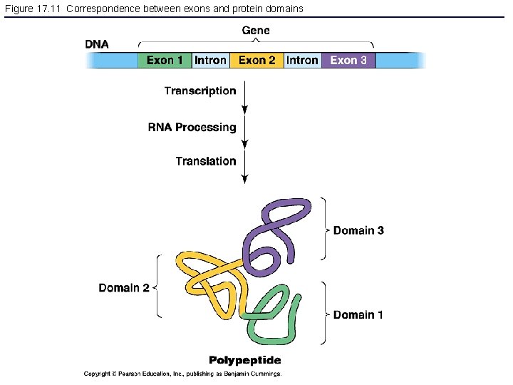 Figure 17. 11 Correspondence between exons and protein domains 