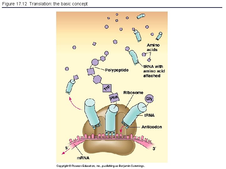 Figure 17. 12 Translation: the basic concept 