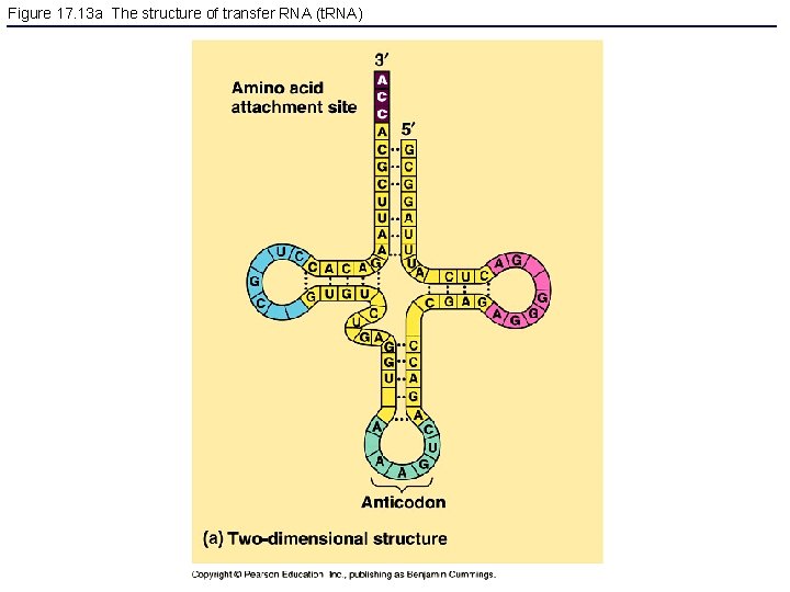 Figure 17. 13 a The structure of transfer RNA (t. RNA) 