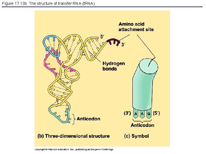 Figure 17. 13 b The structure of transfer RNA (t. RNA) 