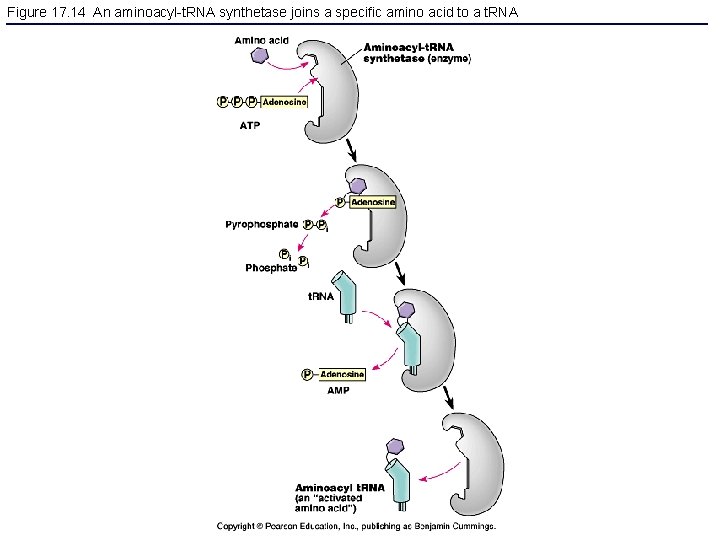 Figure 17. 14 An aminoacyl-t. RNA synthetase joins a specific amino acid to a
