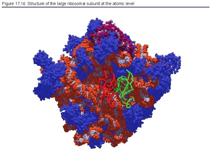 Figure 17. 16 Structure of the large ribosomal subunit at the atomic level 