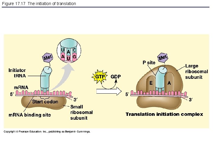 Figure 17. 17 The initiation of translation 