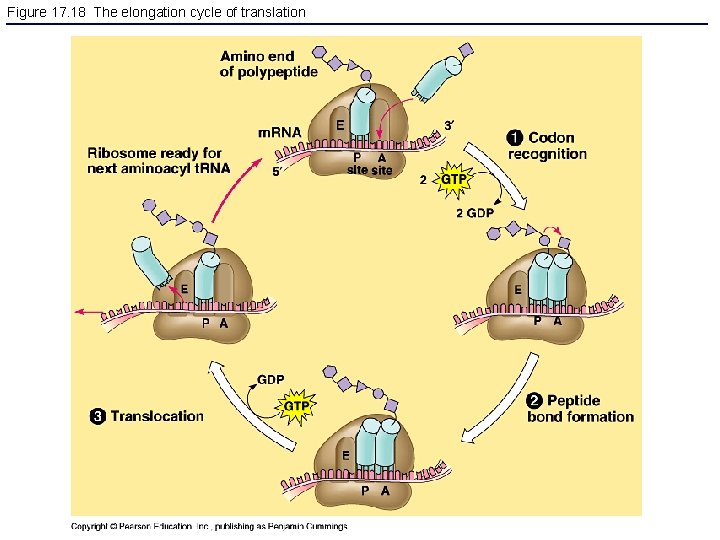 Figure 17. 18 The elongation cycle of translation 