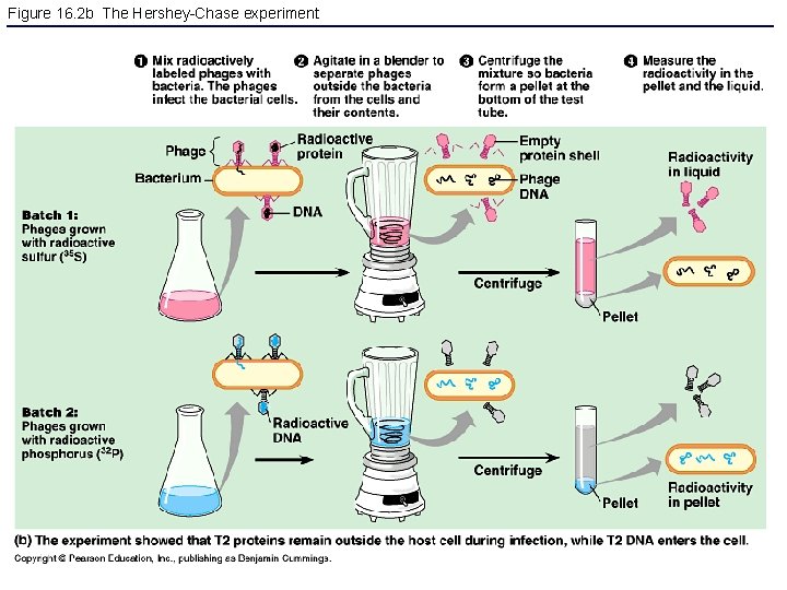 Figure 16. 2 b The Hershey-Chase experiment 
