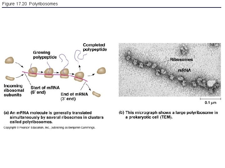 Figure 17. 20 Polyribosomes 