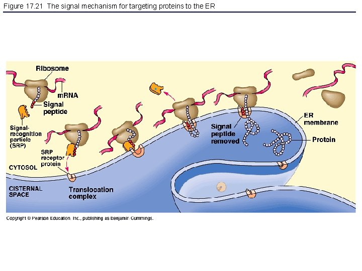 Figure 17. 21 The signal mechanism for targeting proteins to the ER 