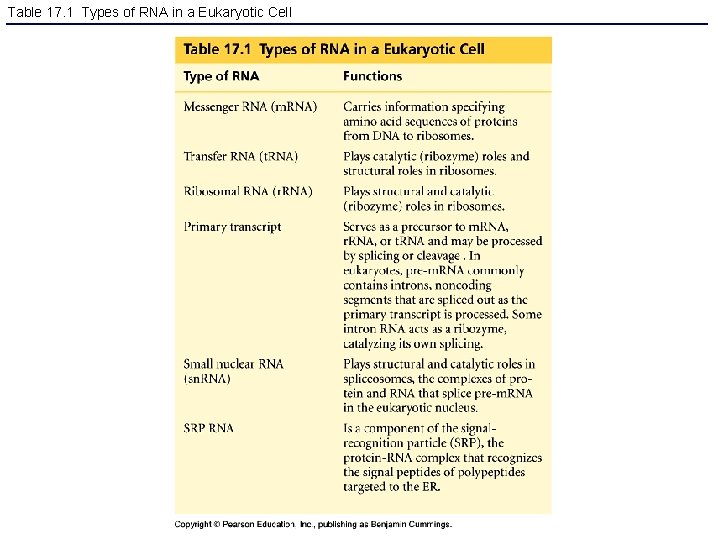 Table 17. 1 Types of RNA in a Eukaryotic Cell 