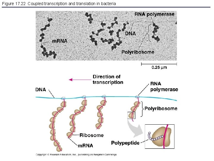 Figure 17. 22 Coupled transcription and translation in bacteria 