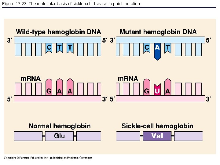 Figure 17. 23 The molecular basis of sickle-cell disease: a point mutation 