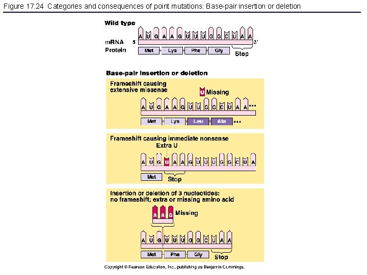 Figure 17. 24 Categories and consequences of point mutations: Base-pair insertion or deletion 
