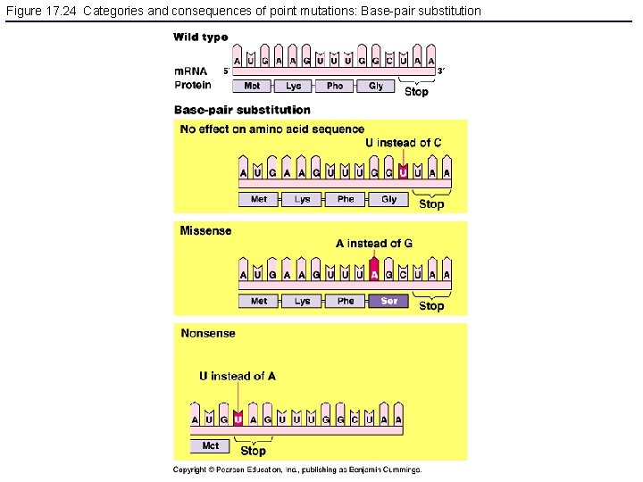 Figure 17. 24 Categories and consequences of point mutations: Base-pair substitution 