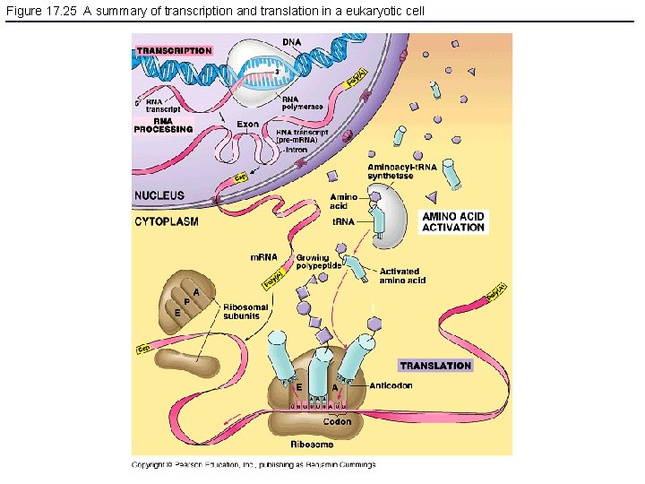Figure 17. 25 A summary of transcription and translation in a eukaryotic cell 
