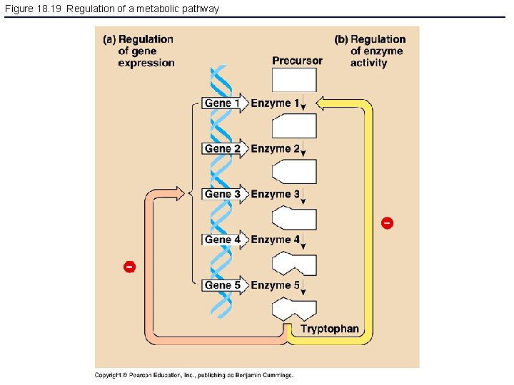 Figure 18. 19 Regulation of a metabolic pathway 