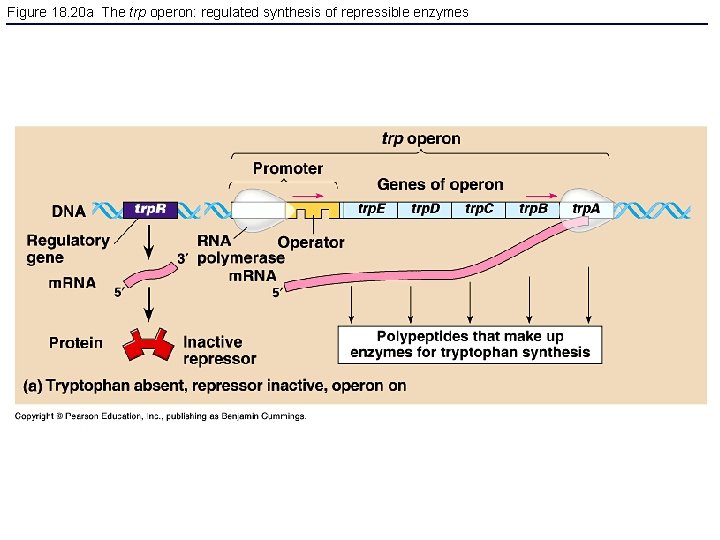 Figure 18. 20 a The trp operon: regulated synthesis of repressible enzymes 