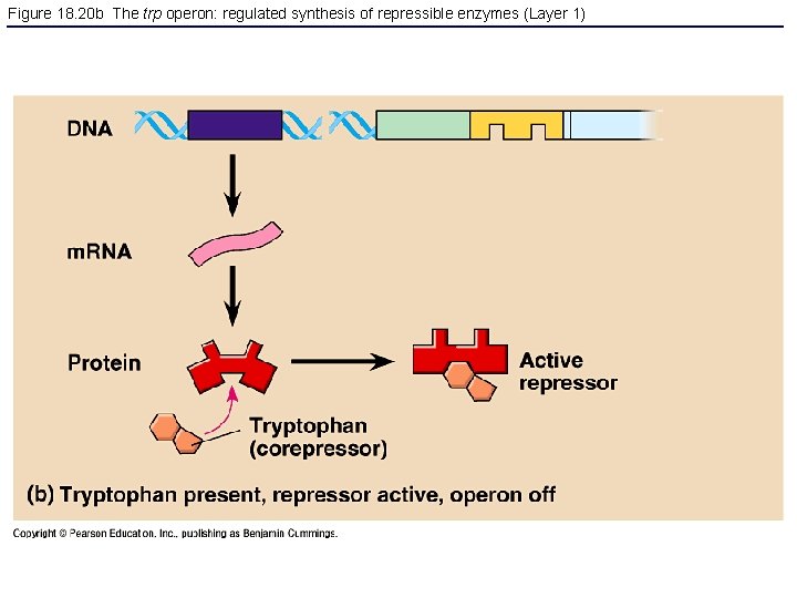Figure 18. 20 b The trp operon: regulated synthesis of repressible enzymes (Layer 1)