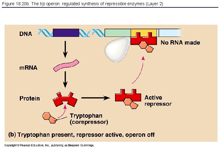 Figure 18. 20 b The trp operon: regulated synthesis of repressible enzymes (Layer 2)