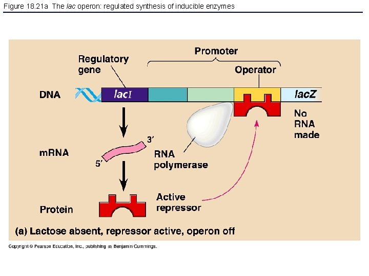 Figure 18. 21 a The lac operon: regulated synthesis of inducible enzymes 