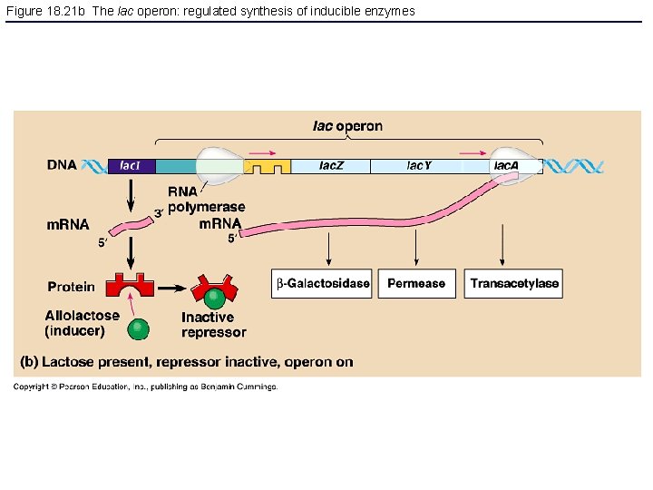 Figure 18. 21 b The lac operon: regulated synthesis of inducible enzymes 