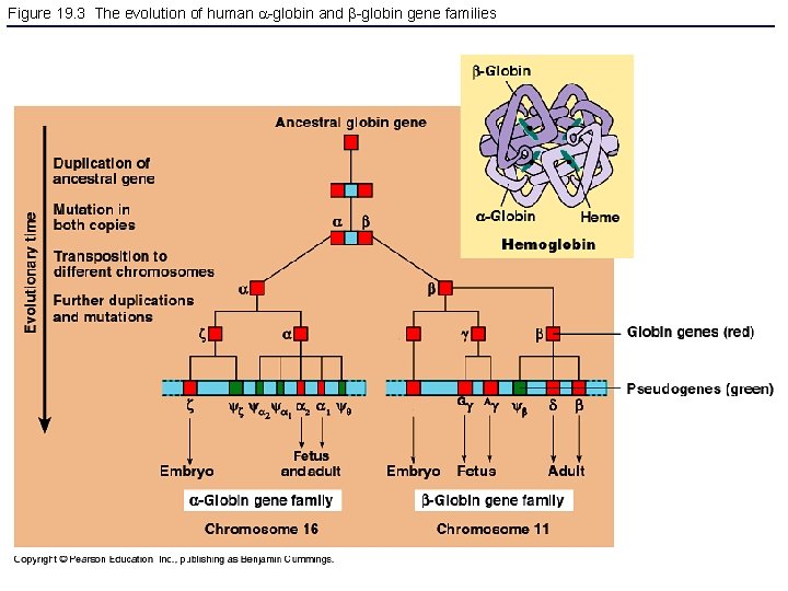 Figure 19. 3 The evolution of human -globin and -globin gene families 