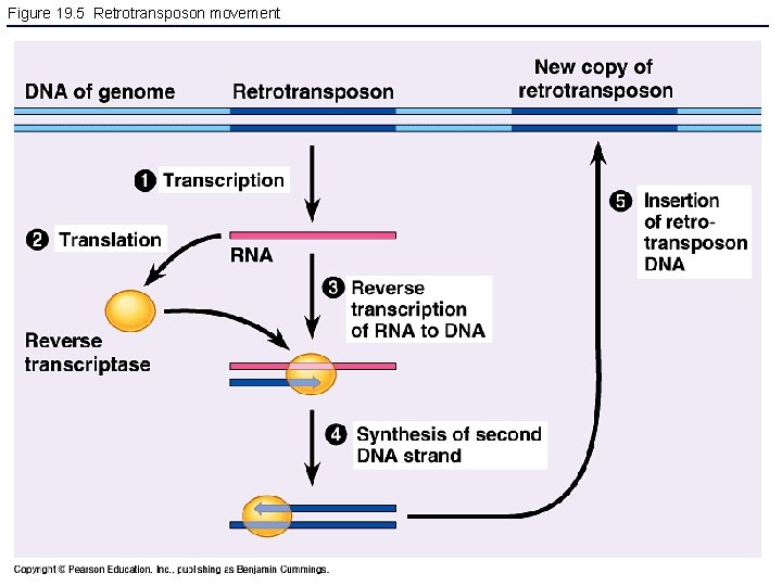 Figure 19. 5 Retrotransposon movement 