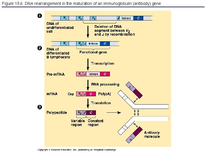 Figure 19. 6 DNA rearrangement in the maturation of an immunoglobulin (antibody) gene 