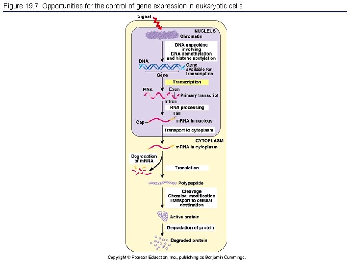 Figure 19. 7 Opportunities for the control of gene expression in eukaryotic cells 