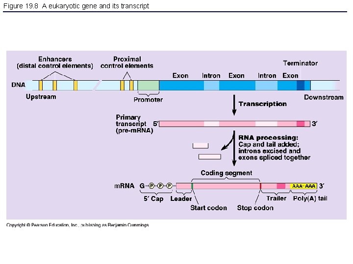 Figure 19. 8 A eukaryotic gene and its transcript 