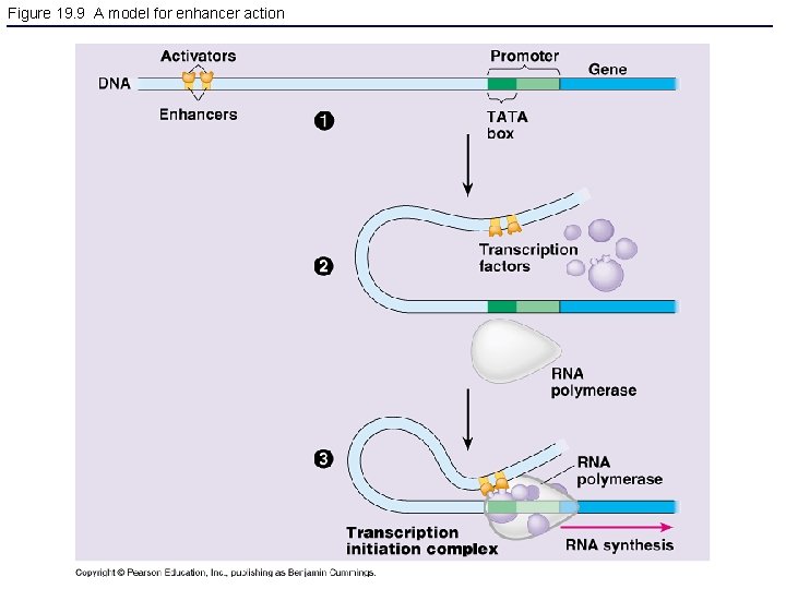 Figure 19. 9 A model for enhancer action 