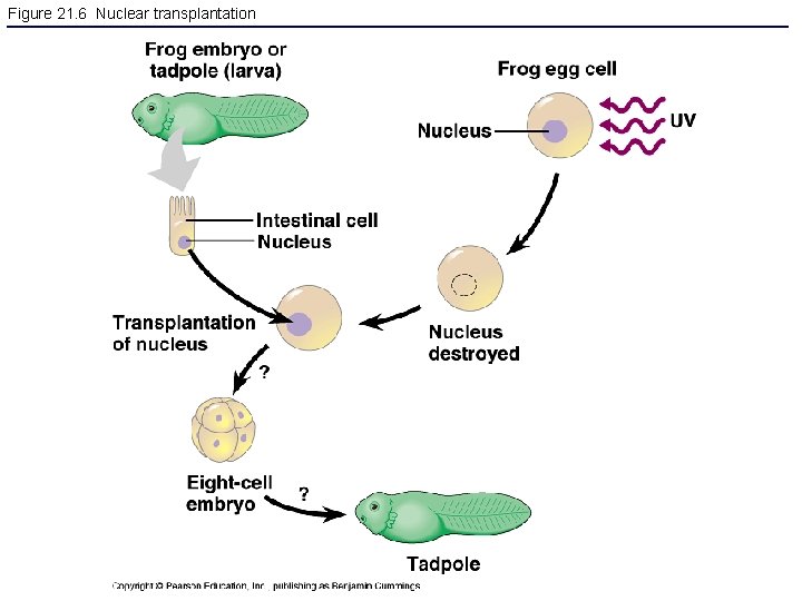 Figure 21. 6 Nuclear transplantation 