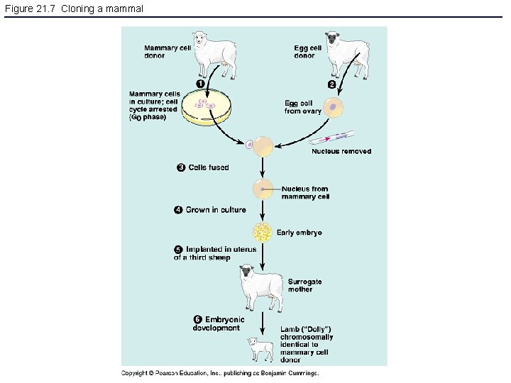 Figure 21. 7 Cloning a mammal 