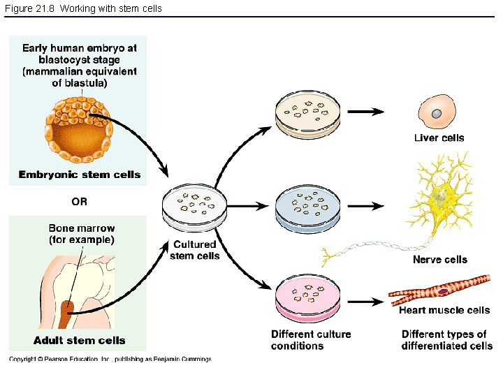 Figure 21. 8 Working with stem cells 