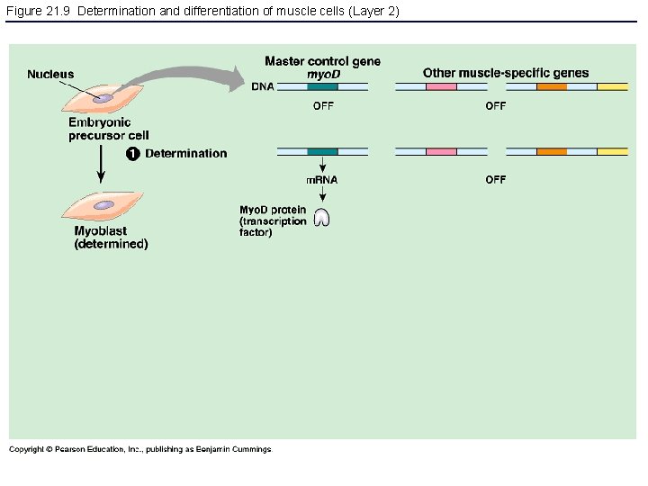 Figure 21. 9 Determination and differentiation of muscle cells (Layer 2) 