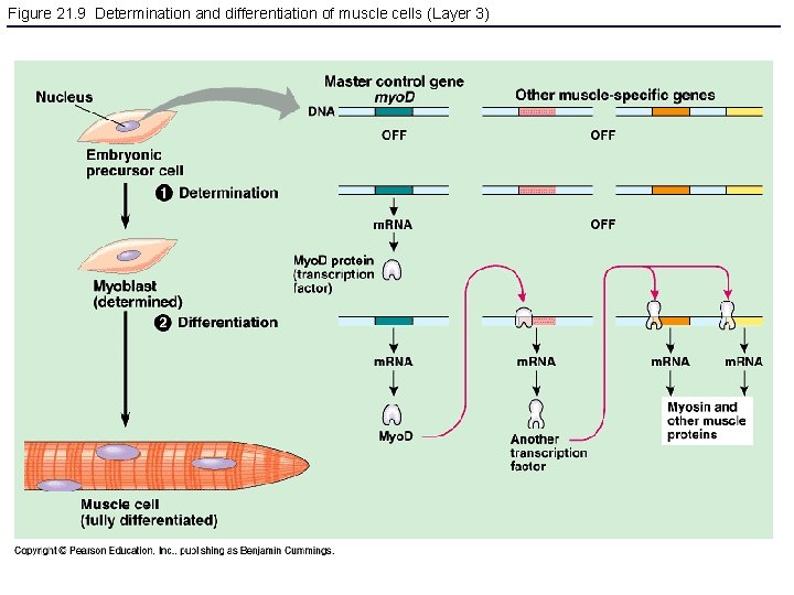 Figure 21. 9 Determination and differentiation of muscle cells (Layer 3) 