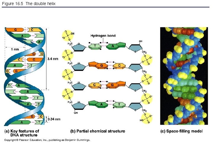 Figure 16. 5 The double helix 