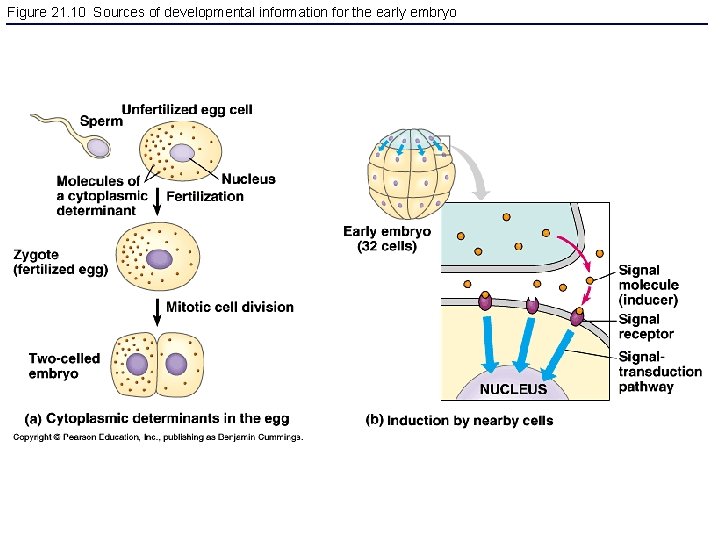 Figure 21. 10 Sources of developmental information for the early embryo 
