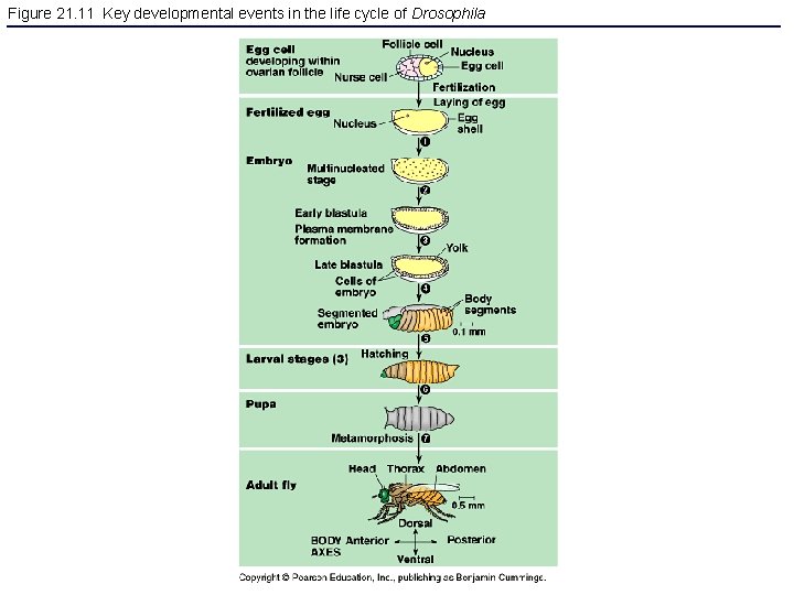 Figure 21. 11 Key developmental events in the life cycle of Drosophila 