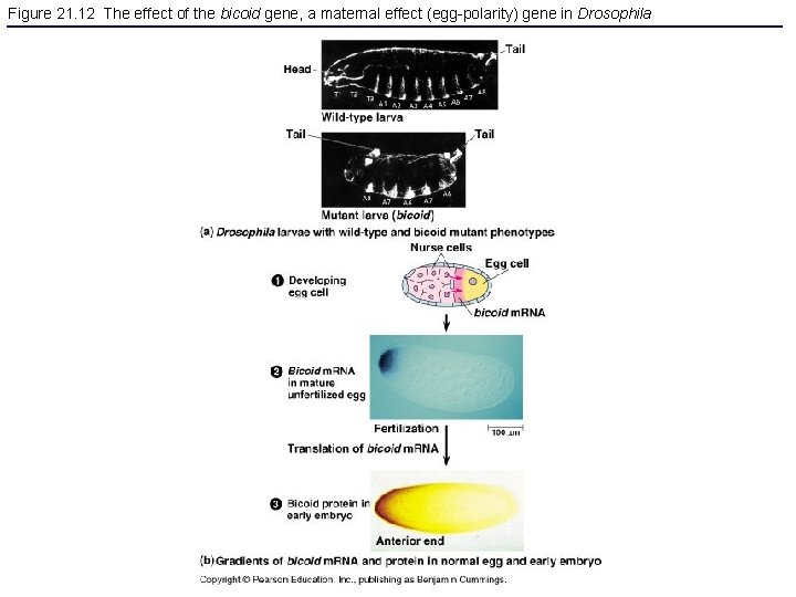 Figure 21. 12 The effect of the bicoid gene, a maternal effect (egg-polarity) gene