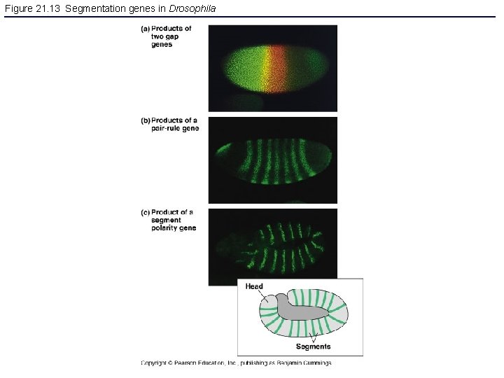 Figure 21. 13 Segmentation genes in Drosophila 