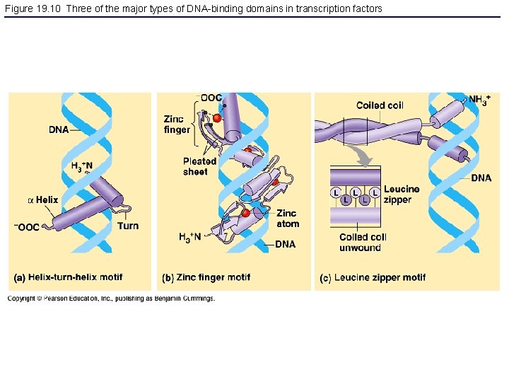 Figure 19. 10 Three of the major types of DNA-binding domains in transcription factors