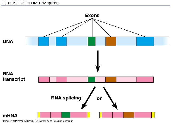 Figure 19. 11 Alternative RNA splicing 