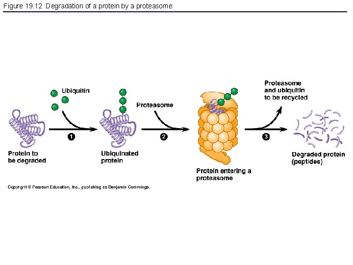 Figure 19. 12 Degradation of a protein by a proteasome 