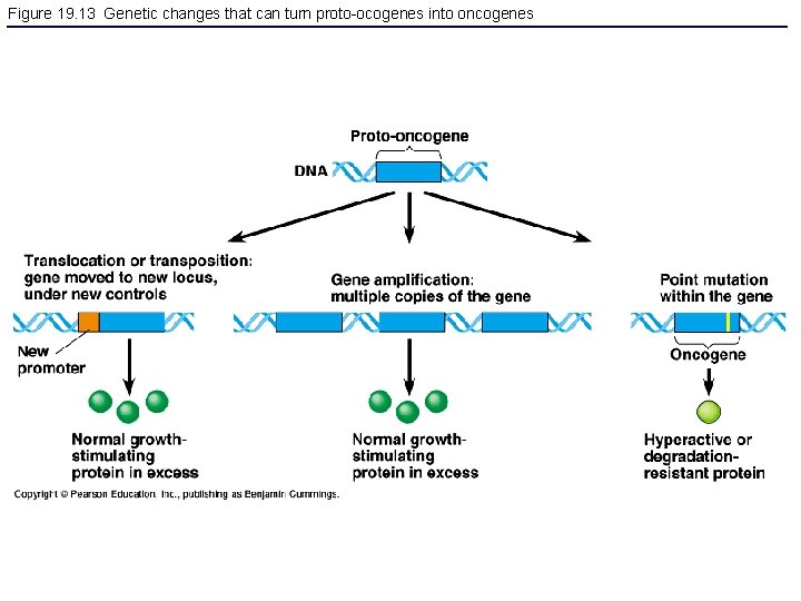 Figure 19. 13 Genetic changes that can turn proto-ocogenes into oncogenes 