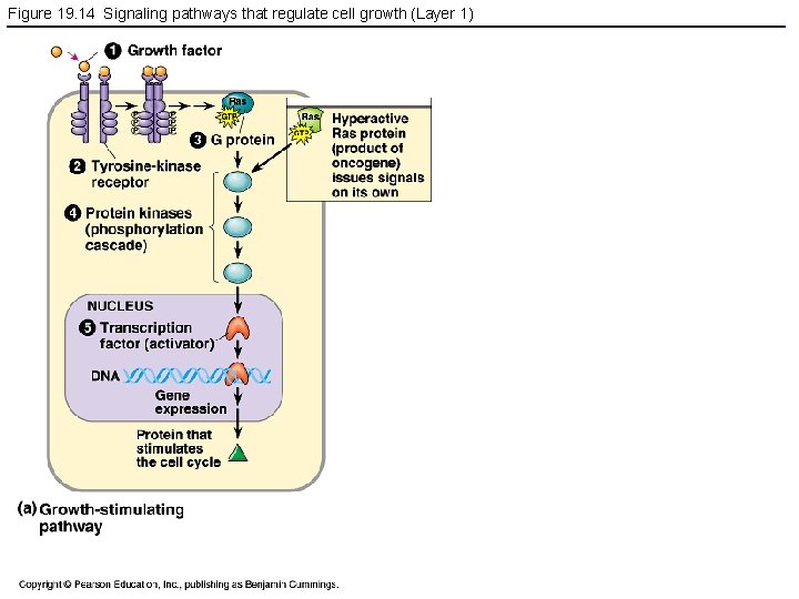 Figure 19. 14 Signaling pathways that regulate cell growth (Layer 1) 