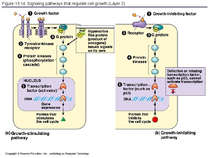 Figure 19. 14 Signaling pathways that regulate cell growth (Layer 2) 