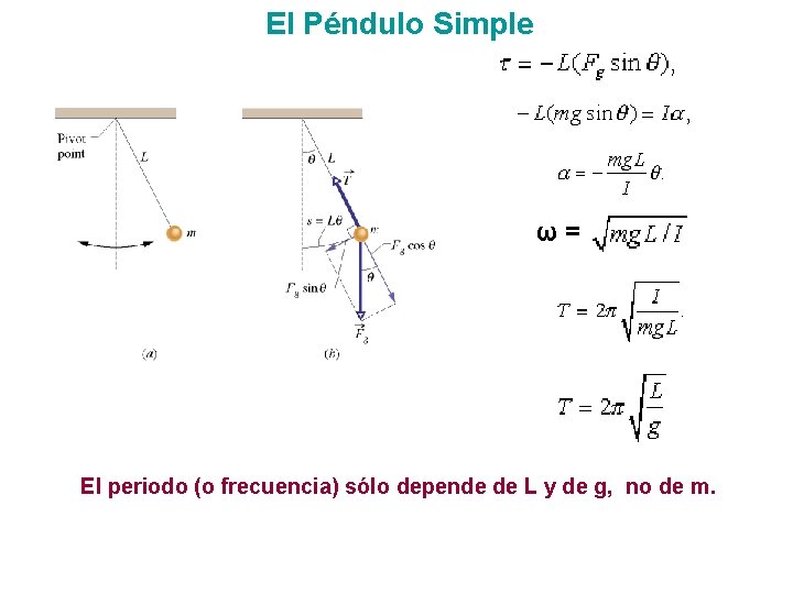 El Péndulo Simple ω= El periodo (o frecuencia) sólo depende de L y de El Péndulo Simple ω= El periodo (o frecuencia) sólo depende de L y de
