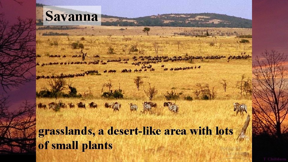 Savanna grasslands, a desert-like area with lots of small plants 