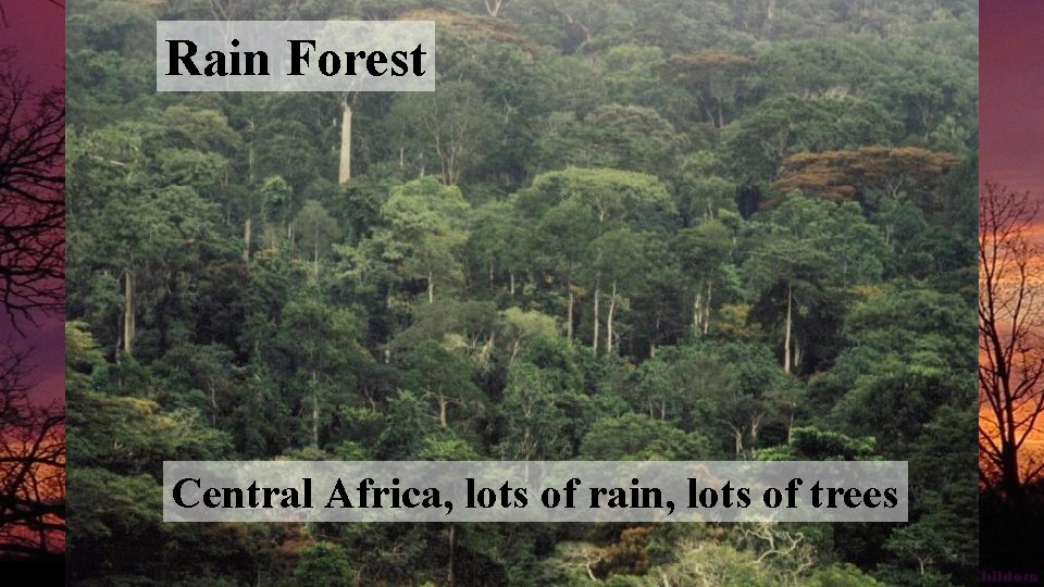 Rain Forest Central Africa, lots of rain, lots of trees 