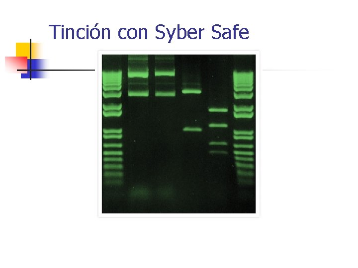 Tinción con Syber Safe 